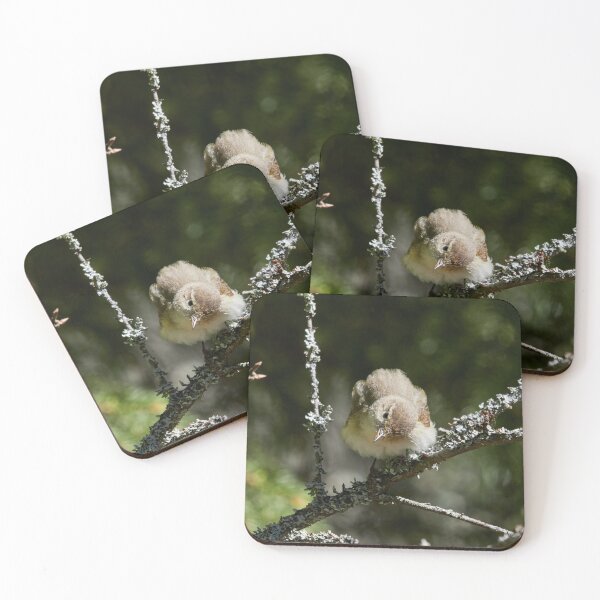 Item preview, Head turning singer. Common Chiffchaff designed and sold by Jouko Lehto Photography.