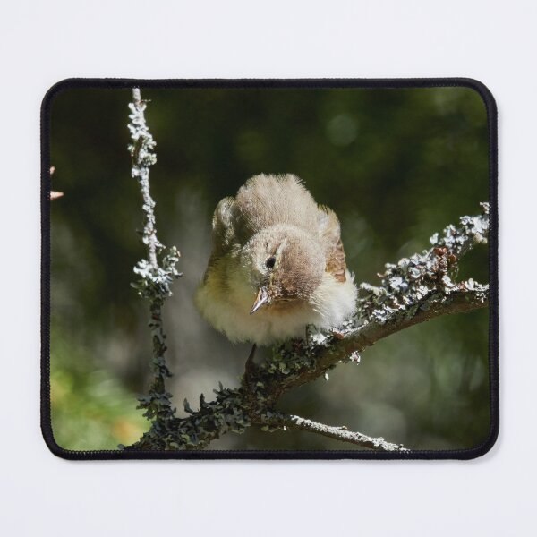 Item preview, Head turning singer. Common Chiffchaff designed and sold by Jouko Lehto Photography.