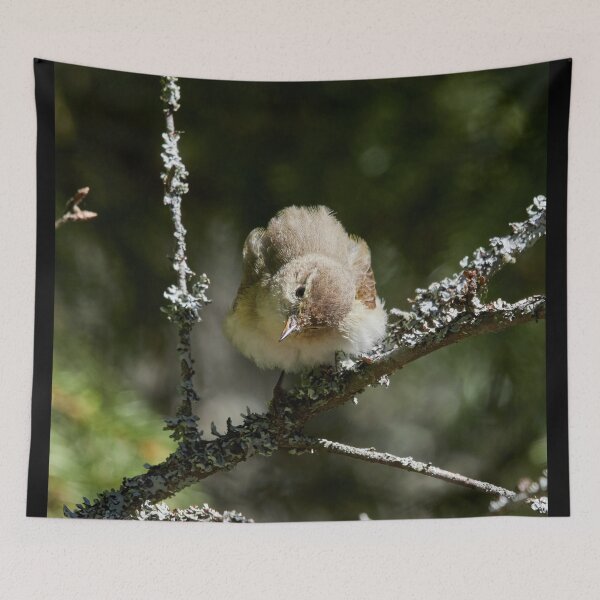 Item preview, Head turning singer. Common Chiffchaff designed and sold by Jouko Lehto Photography.