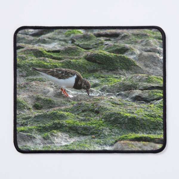 Item preview, Sandpiper Coastal Bird feeding on Seashore designed and sold by worldways.