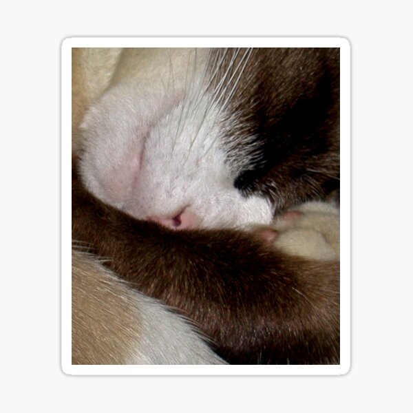 Sleeping Ali Angel Sticker