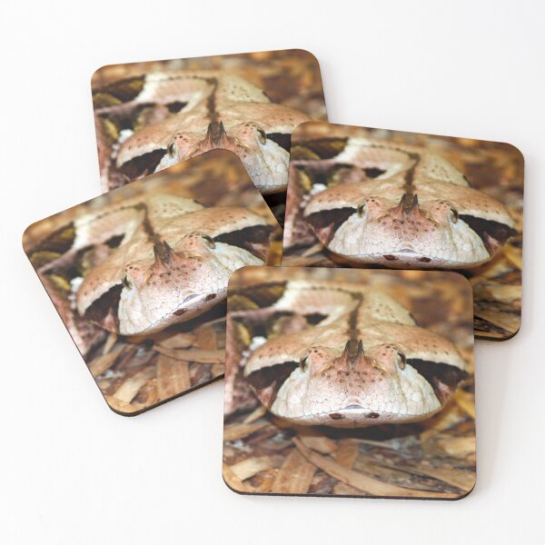 Item preview, Head of a Gaboon Viper designed and sold by Dalyndigital Photography.