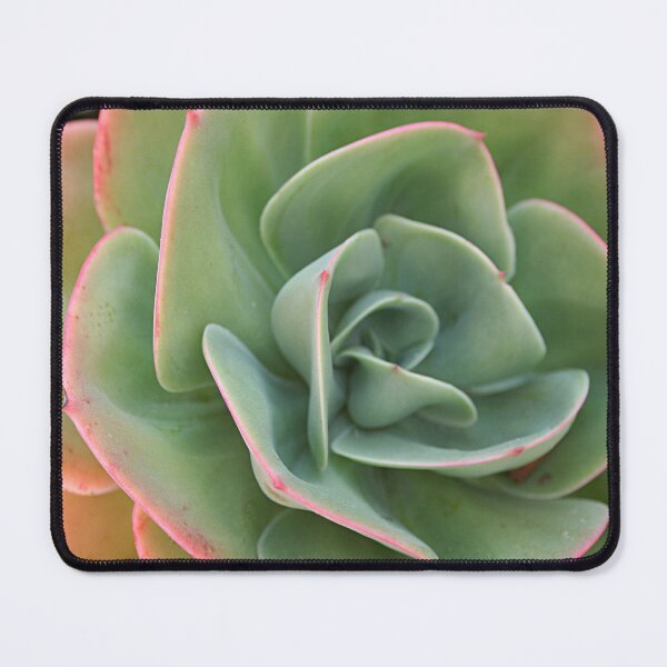 Item preview, Echeveria Cactus Green Pink Leaves Closeup designed and sold by worldways.