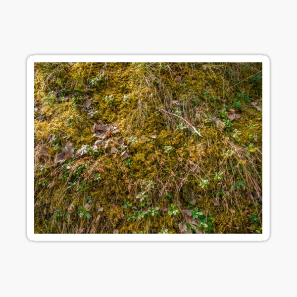 Camouflage Leaves and Moss Sticker