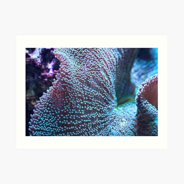 Haddon's Carpet Sea Anemone, Blue/Green Art Print