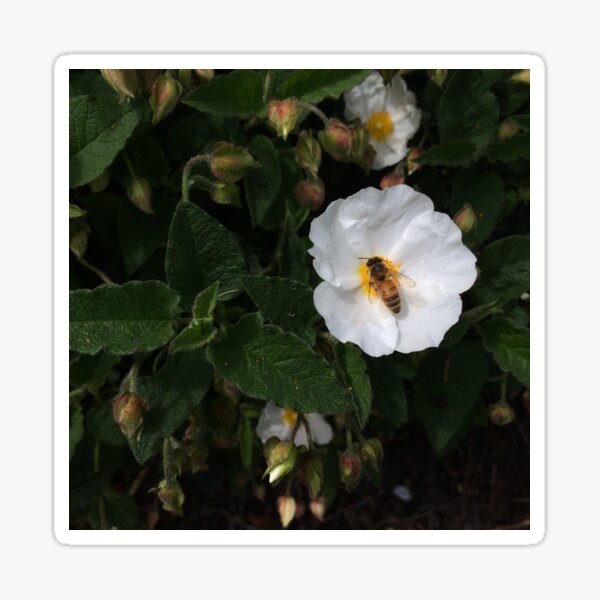 Bee Rosy Sticker