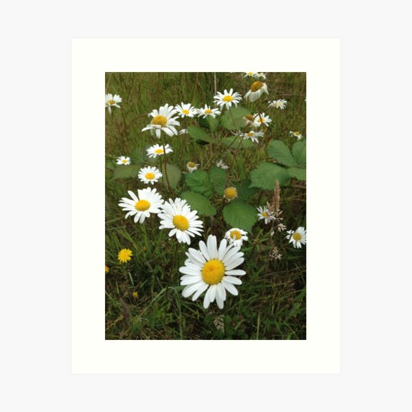 Daisy Chain Art Print