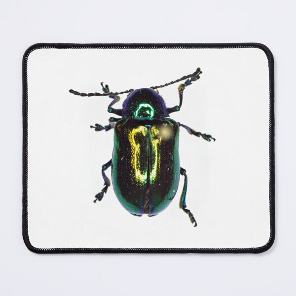 Item preview, Beetle (Chrysochus auratus) designed and sold by minorshrimp.