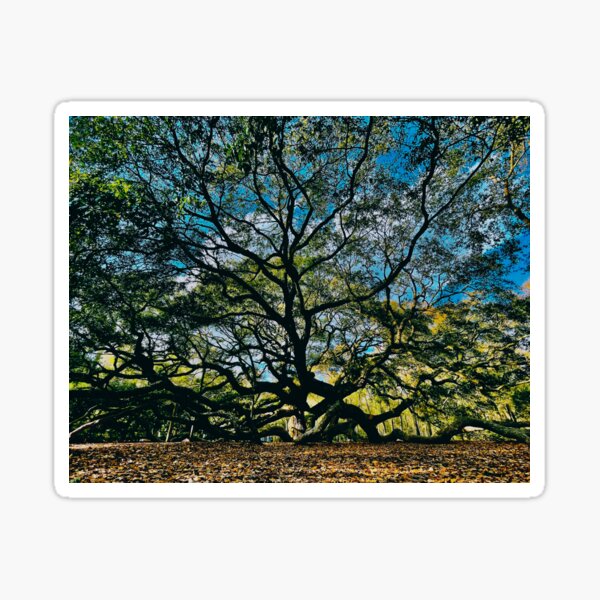Item preview, Charleston Angel Oak designed and sold by MiddleJourney.