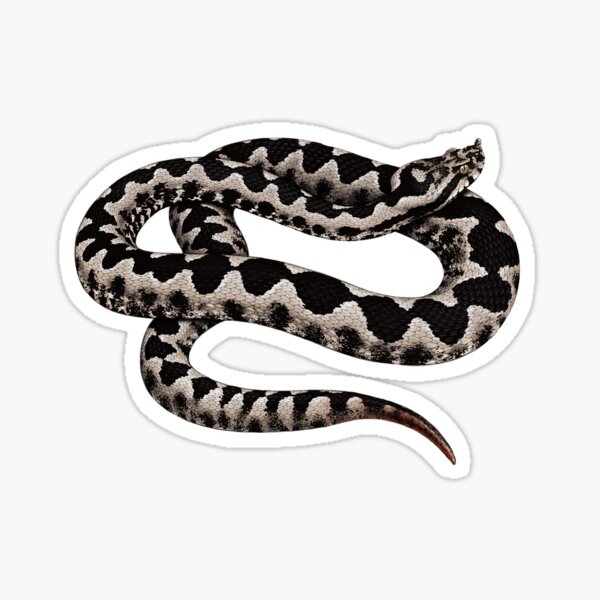 Nose-horned Viper (Vipera ammodytes) Sticker