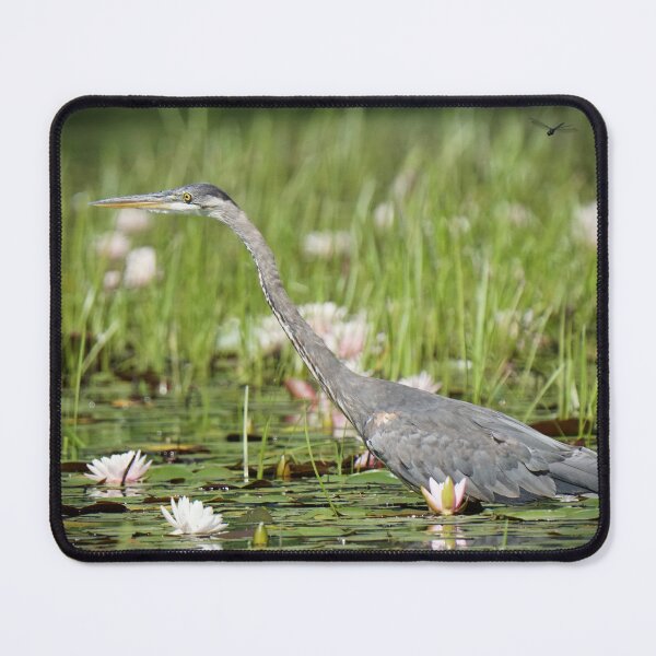 Item preview, Heron learning to hunt designed and sold by BogsuckerDesign.