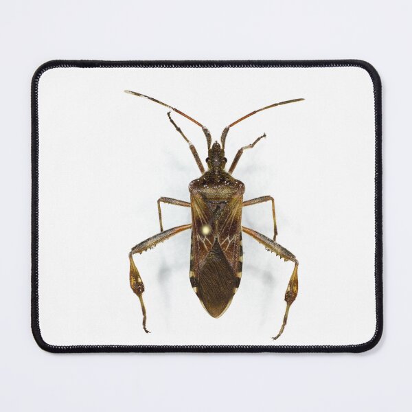 Item preview, Western Conifer Seed Bug (Leptoglossus occidentalis) designed and sold by minorshrimp.