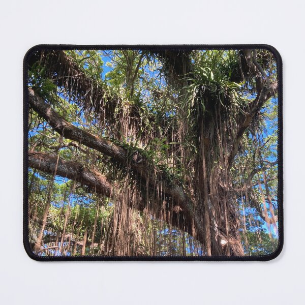 Item preview, Banyan Tree designed and sold by GilmorePhotos.