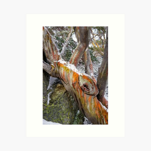 Item preview, Snowgum Beauty designed and sold by Harry Oldmeadow.