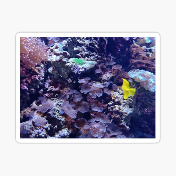 Tropical sunfish in coral Sticker