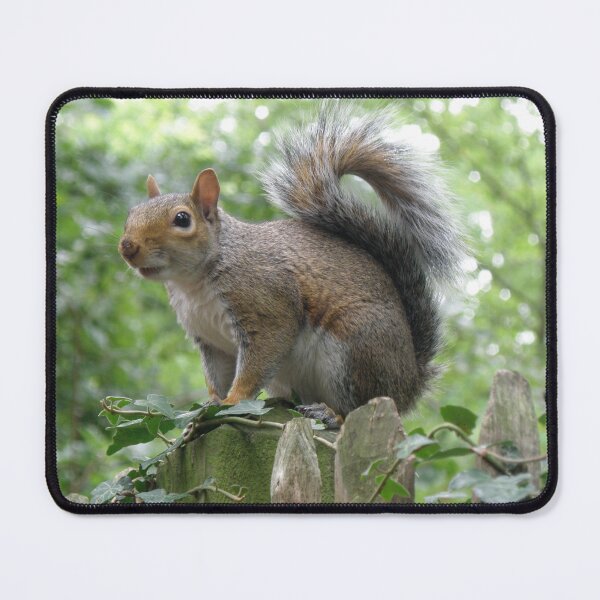 Item preview, Grey Squirrel on a Fence Post Photograph designed and sold by naturegallery.