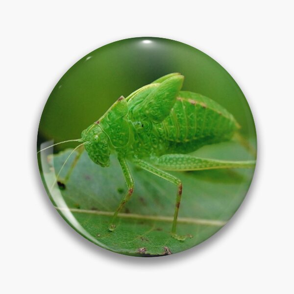 Item preview, Green Katydid designed and sold by Dead-Moroz.
