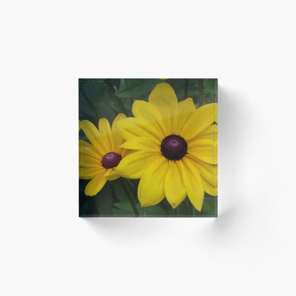 Black-Eyed Susans Acrylic Block