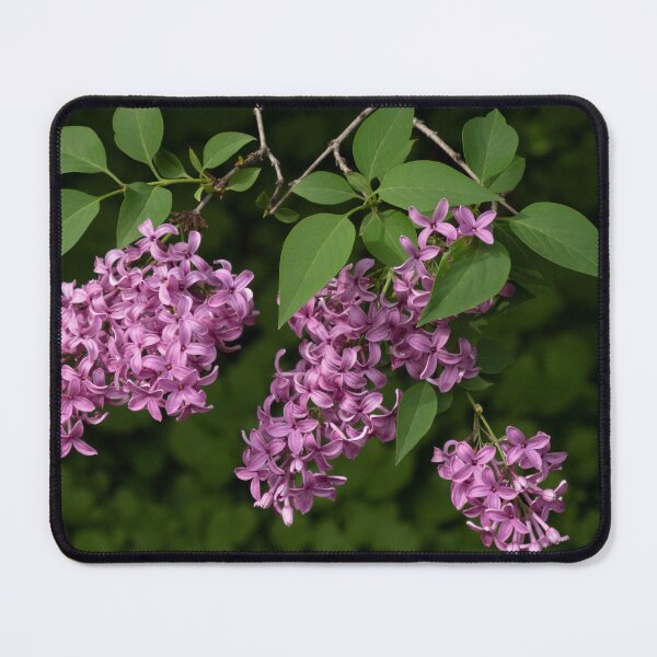 Item preview, Pretty Mauve Lilacs designed and sold by Gerda Grice Photography.