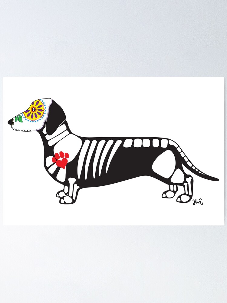 dachshund skull