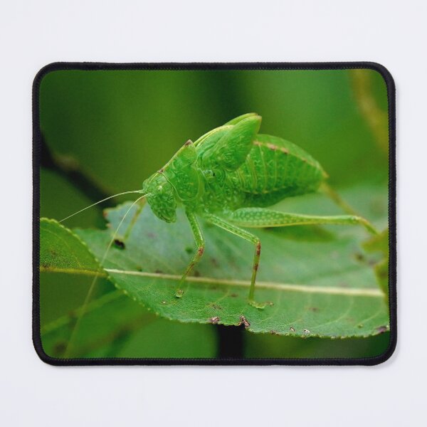 Item preview, Green Katydid designed and sold by Dead-Moroz.