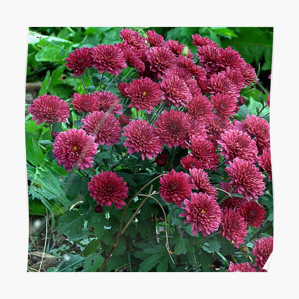 Purple Mums Poster