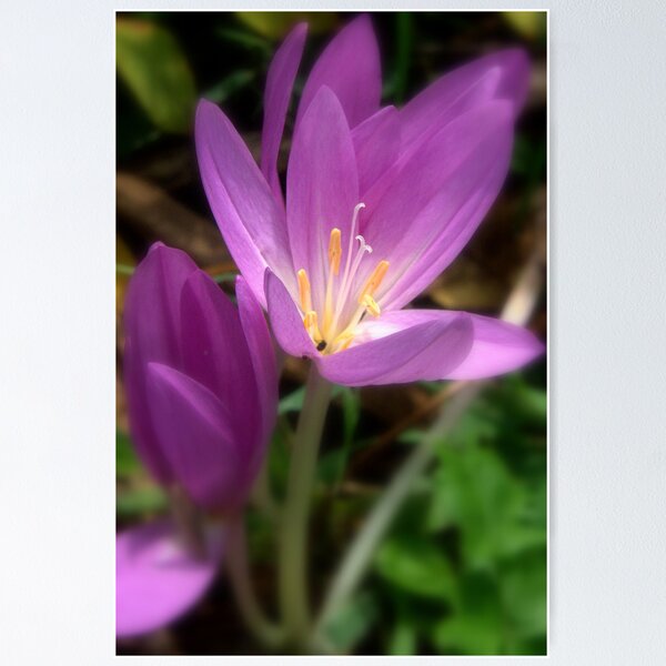 Item preview, Pink Colchicum 2 designed and sold by Sheri Ann Richerson.