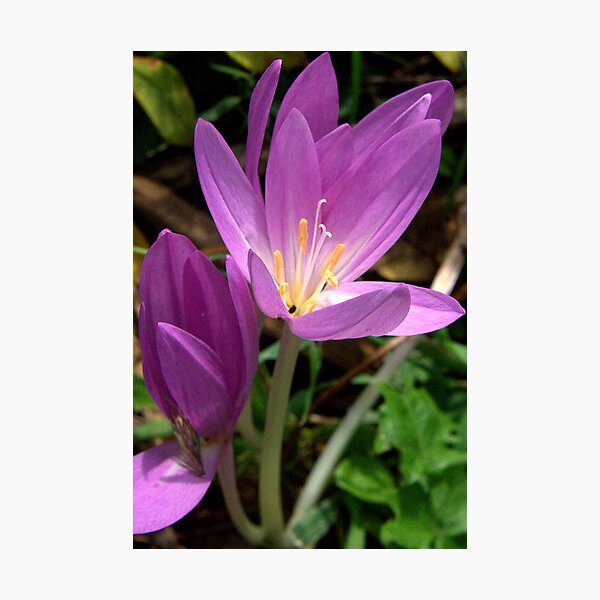Item preview, Pink Colchicum 1 designed and sold by Sheri Ann Richerson.