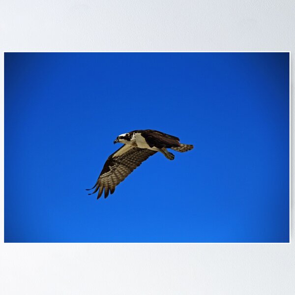 Item preview, Osprey in Flight II designed and sold by Michiale.
