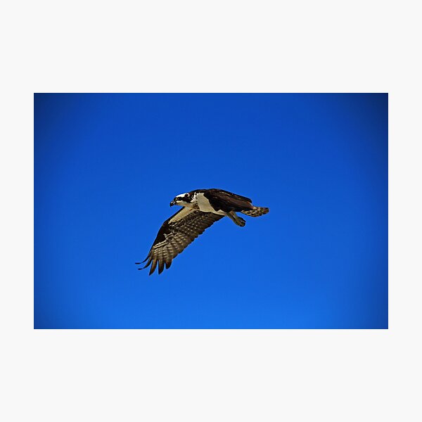 Item preview, Osprey in Flight II designed and sold by Michiale.
