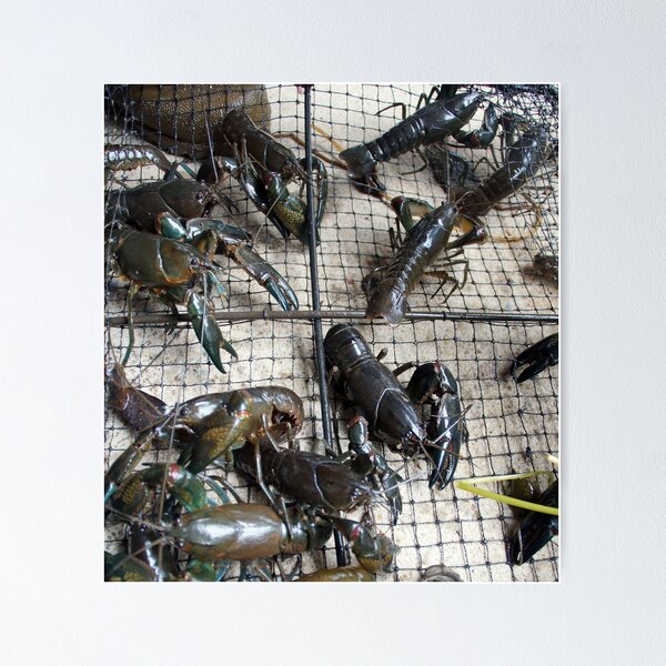 Item preview, Yabby by Avril Thomas at Magpie Springs designed and sold by MagpieSprings.