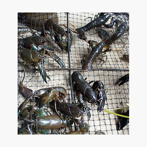 Artikelvorschau, Yabby von Avril Thomas bei Magpie Springs entworfen und verkauft von MagpieSprings.