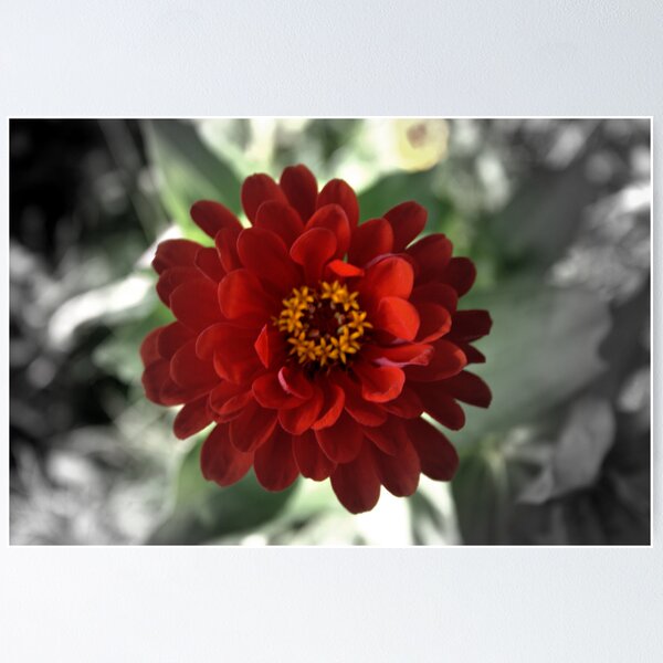 Item preview, Zinnia designed and sold by Sheri Ann Richerson.