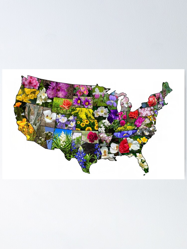 Official State Flowers for USA