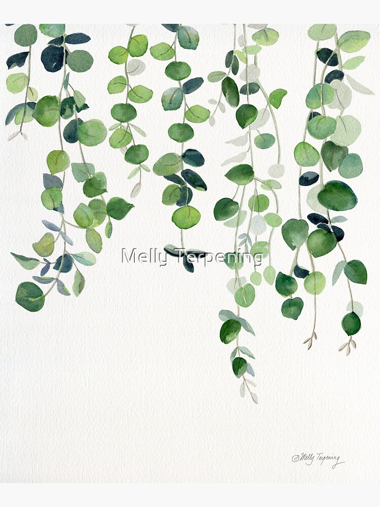 Eucalyptus Watercolor 2 by MellyTerp