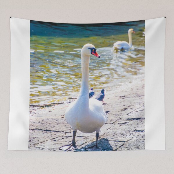 Item preview, Swan on Lucerne Lake designed and sold by mhodgesphotos.