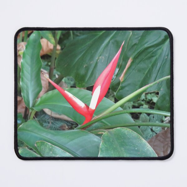 Item preview, Red heliconia designed and sold by greentiger1.