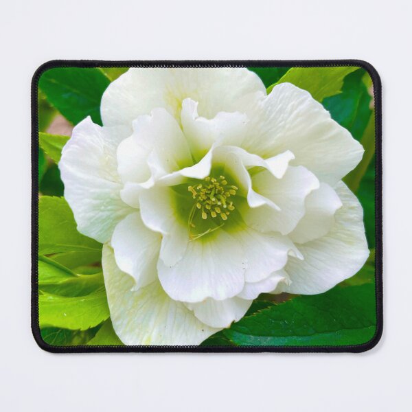 Item preview, White Hellebore designed and sold by LadyKandis.
