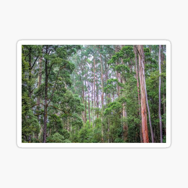 Item preview, Tall Trees designed and sold by DVJPhotography.