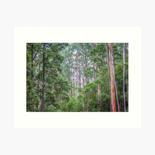 Item preview, Tall Trees designed and sold by DVJPhotography.