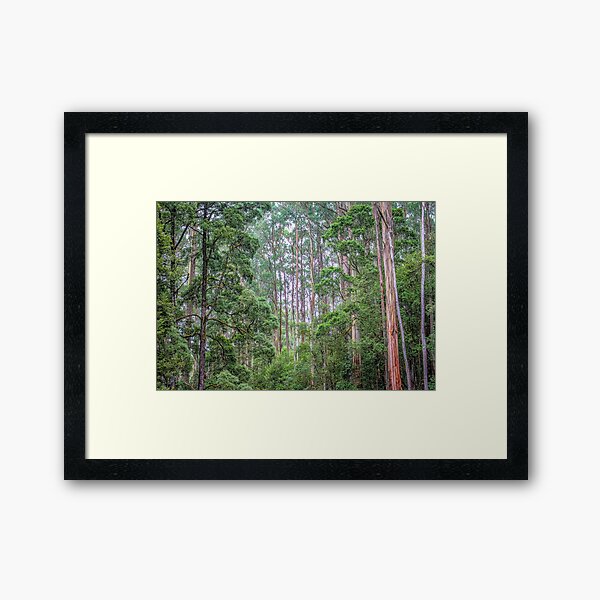 Item preview, Tall Trees designed and sold by DVJPhotography.