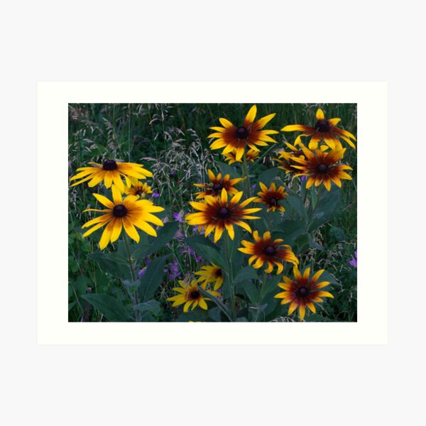Rudbeckia Art Print