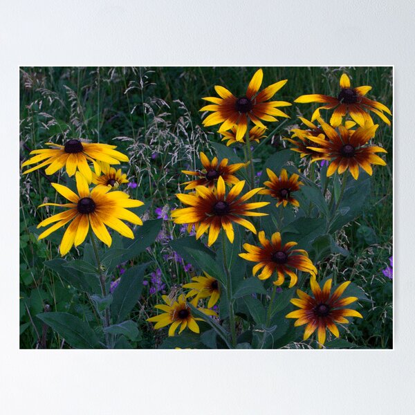 Rudbeckia Poster