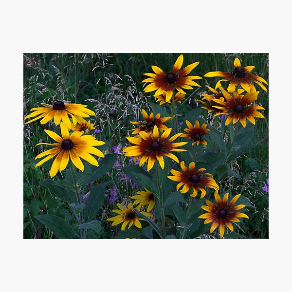 Rudbeckia Photographic Print