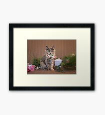 Christmas Tortie Framed Print