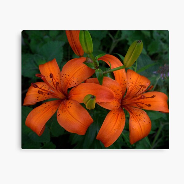 Orange Lillium Canvas Print