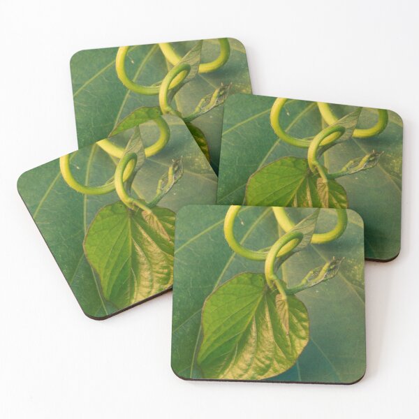 Item preview, Curly Sweet Potato Vine designed and sold by suziq1962.