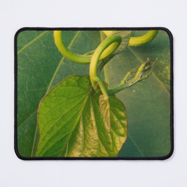 Item preview, Curly Sweet Potato Vine designed and sold by suziq1962.