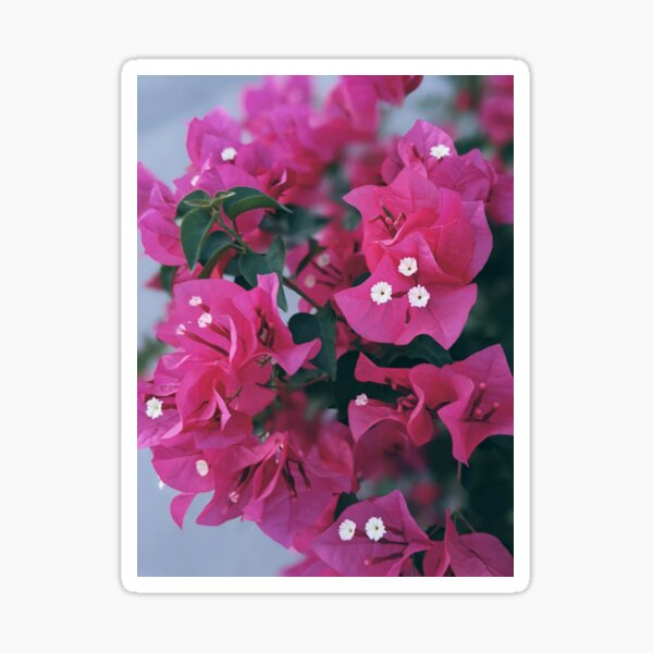 “Pink Bougainvillea” Sticker for Sale by noveclocks | Redbubble