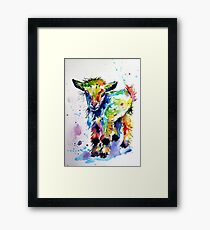 Cute baby goat Framed Print